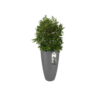 pure_soft_round_high__anthracite_prunus 1.png